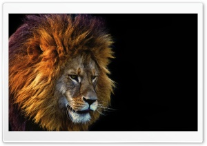 Cool Lion Ultra HD Wallpaper for 4K UHD Widescreen desktop, tablet & smartphone