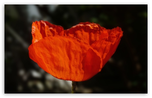 Coquelicot by Antimilo UltraHD Wallpaper for 8K UHD TV 16:9 Ultra High Definition 2160p 1440p 1080p 900p 720p ; Widescreen 16:10 5:3 WHXGA WQXGA WUXGA WXGA WGA ; Fullscreen 4:3 5:4 3:2 UXGA XGA SVGA QSXGA SXGA DVGA HVGA HQVGA ( Apple PowerBook G4 iPhone 4 3G 3GS iPod Touch ) ; Tablet 1:1 ;