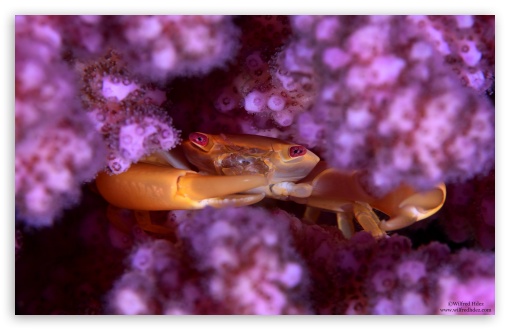 Coral Guard Crab, Red Sea UltraHD Wallpaper for 8K UHD TV 16:9 Ultra High Definition 2160p 1440p 1080p 900p 720p ; Widescreen 16:10 5:3 WHXGA WQXGA WUXGA WXGA WGA ; Fullscreen 4:3 3:2 UXGA XGA SVGA DVGA HVGA HQVGA ( Apple PowerBook G4 iPhone 4 3G 3GS iPod Touch ) ;