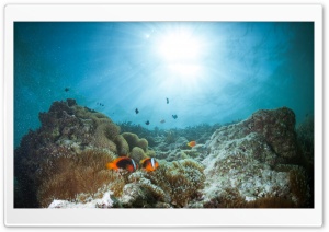 Coral Reef Ultra HD Wallpaper for 4K UHD Widescreen desktop, tablet & smartphone