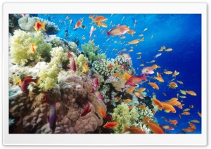 Coral Reef Southern Red Sea Near Safaga Egypt Ultra HD Wallpaper for 4K UHD Widescreen desktop, tablet & smartphone