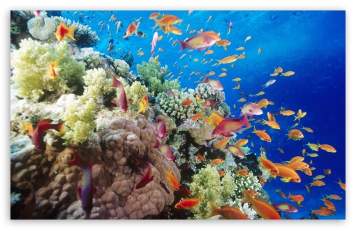 Coral Reef Southern Red Sea Near Safaga Egypt Ultra HD Desktop ...