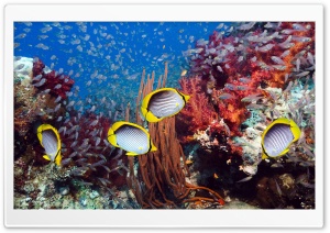 corals, 4K UHD Wallpaper for Widescreen and UltraWide Desktop, UltraHD TV, Smartphone, Tablet