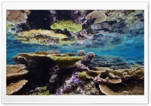 Corals - Palmyra Atoll National Wildlife Refuge Ultra HD Wallpaper for 4K UHD Widescreen desktop, tablet & smartphone