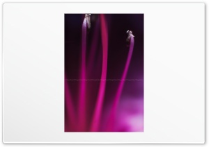 Core Flower 4K UHD Wallpaper for Widescreen and UltraWide Desktop, UltraHD TV, Smartphone, Tablet