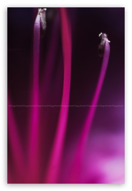 Core Flower 4K UHD Background Wallpaper for UltraHD Desktop and TV : Smartphone and Tablet Devices