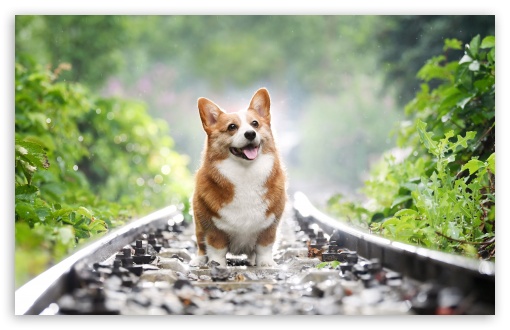 Desktop Wallpapers Welsh Corgi dog blurred background animal