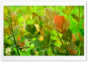 Coriander 4K UHD Wallpaper for Widescreen and UltraWide Desktop, UltraHD TV, Smartphone, Tablet