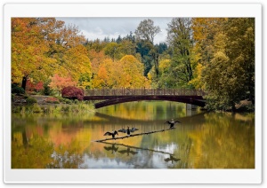 Cormorants with Open Wings 4K UHD Wallpaper for Widescreen and UltraWide Desktop, UltraHD TV, Smartphone, Tablet