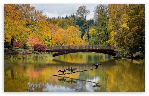 Cormorants with Open Wings UltraHD Wallpaper for UHD 16:9 ; HD 16:9 ; UltraWide 21:9 24:10 ; Widescreen 16:10 ; Fullscreen 3:2 ; Tablet 1:1 ; Mobile 9:16 ;