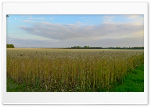 Corn Field Ultra HD Wallpaper for 4K UHD Widescreen Desktop, Lockscreen, Screensaver, TV, Tablet, Smartphone