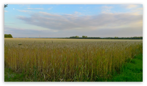 Corn Field UltraHD Wallpaper for UHD 16:9 ; HD 16:9 ;