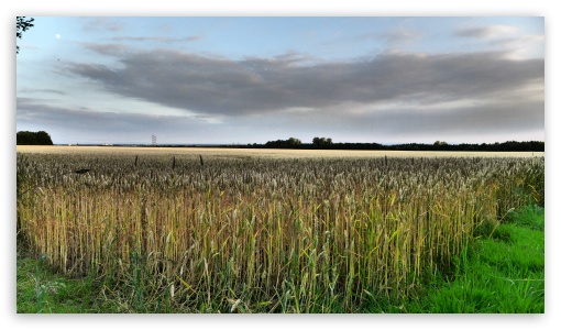 Corn Field UltraHD Wallpaper for UHD 16:9 ; HD 16:9 ;