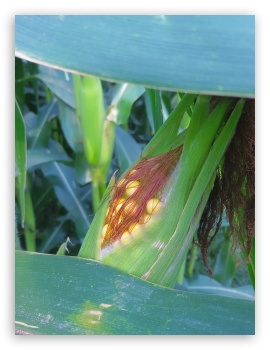 Corn plant UltraHD Wallpaper for iPad 1/2/Mini ; Mobile 4:3 - UXGA XGA SVGA ;