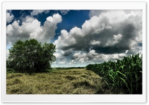 Cornfield Cloudy Sky Ultra HD Wallpaper for 4K UHD Widescreen desktop, tablet & smartphone