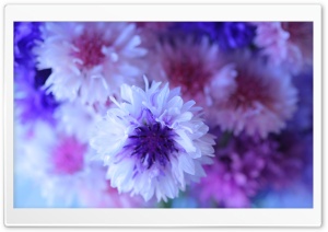 Cornflower Bouquet Ultra HD Wallpaper for 4K UHD Widescreen desktop, tablet & smartphone