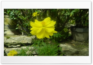 Cosmos Caudatus 4K UHD Wallpaper for Widescreen and UltraWide Desktop, UltraHD TV, Smartphone, Tablet