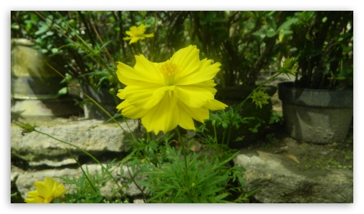 Cosmos Caudatus UltraHD Wallpaper for UHD 16:9 ; HD 16:9 ; Fullscreen 4:3 ;