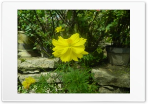 Cosmos Caudatus 4K UHD Wallpaper for Widescreen and UltraWide Desktop, UltraHD TV, Smartphone, Tablet