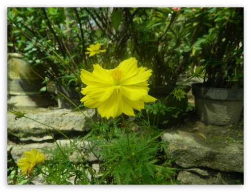 Cosmos Caudatus UltraHD Wallpaper for Fullscreen 4:3 ;
