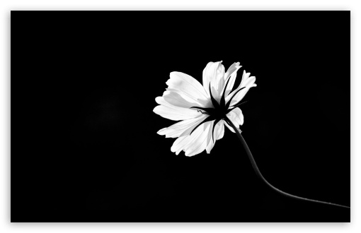Cosmos Flower Ultra Hd Desktop Background Wallpaper For 4k Uhd Tv Widescreen Ultrawide Laptop Multi Display Dual Monitor Tablet Smartphone - Black And White Flower Wallpaper 4k