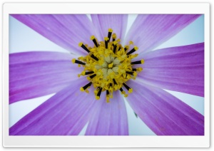 Cosmos Flower Close-up Ultra HD Wallpaper for 4K UHD Widescreen desktop, tablet & smartphone
