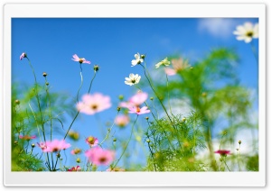 Cosmos Flower Field beneath Blue Sky 4K UHD Wallpaper for Widescreen and UltraWide Desktop, UltraHD TV, Smartphone, Tablet