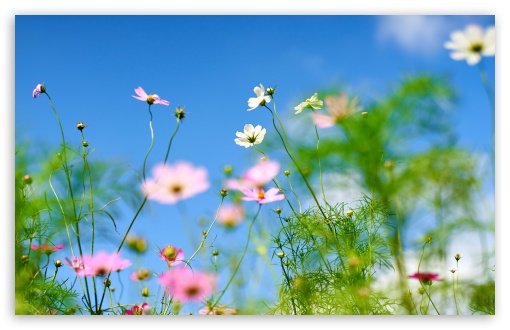 Cosmos Flower Field beneath Blue Sky 4K UHD Wallpaper for Widescreen and UltraWide Desktop, UltraHD TV, Smartphone, Tablet Cosmos Flower Field beneath Blue Sky UltraHD Wallpaper for UHD 16:9 ; HD 16:9 ; UltraWide 21:9 24:10 32:9 32:10 ; Widescreen 16:10 5:3 ; Fullscreen 4:3 5:4 3:2 ; Tablet 1:1 ; Mobile 9:16 9:19.5 9:20 9:21 9:22 10:16 2:3 3:5 3:4 ; Dual 16:10 5:3 16:9 4:3 5:4 3:2 ;