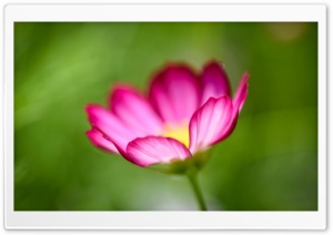 Cosmos Flower in Dream Ultra HD Wallpaper for 4K UHD Widescreen desktop, tablet & smartphone