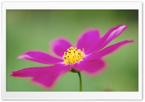 Cosmos Flower Macro Ultra HD Wallpaper for 4K UHD Widescreen desktop, tablet & smartphone