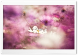 Cosmos Flowers Bokeh Ultra HD Wallpaper for 4K UHD Widescreen desktop, tablet & smartphone