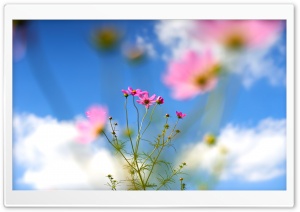 Cosmos Flowers in a Field under Blue Sky 4K UHD Wallpaper for Widescreen and UltraWide Desktop, UltraHD TV, Smartphone, Tablet