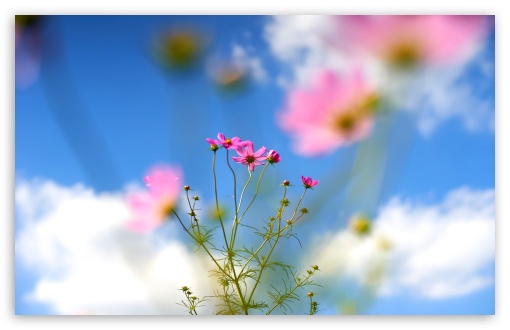 Cosmos Flowers in a Field under Blue Sky 4K UHD Wallpaper for Widescreen and UltraWide Desktop, UltraHD TV, Smartphone, Tablet Cosmos Flowers in a Field under Blue Sky UltraHD Wallpaper for UHD 16:9 ; HD 16:9 ; UltraWide 21:9 24:10 32:9 32:10 ; Widescreen 16:10 5:3 ; Fullscreen 4:3 5:4 3:2 ; Tablet 1:1 ; Mobile 9:16 9:19.5 9:20 9:21 9:22 10:16 2:3 3:5 3:4 ; Dual 16:10 5:3 16:9 4:3 5:4 3:2 ;