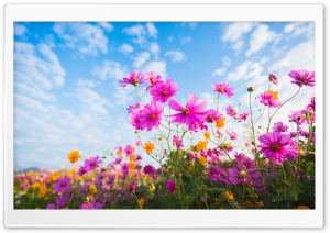 Cosmos Flowers in Bloom 4K UHD Wallpaper for Widescreen and UltraWide Desktop, UltraHD TV, Smartphone, Tablet