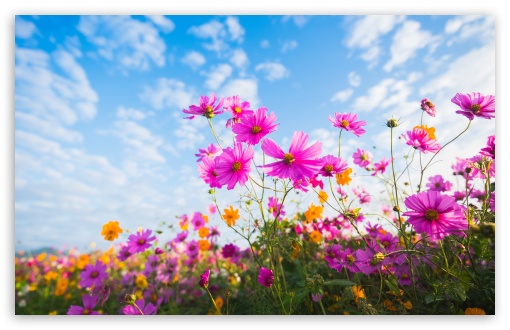 Cosmos Flowers in Bloom 4K UHD Wallpaper for Widescreen and UltraWide Desktop, UltraHD TV, Smartphone, Tablet Cosmos Flowers in Bloom UltraHD Wallpaper for UHD 16:9 ; HD 16:9 ; UltraWide 21:9 24:10 32:9 32:10 ; Widescreen 16:10 5:3 ; Fullscreen 4:3 5:4 3:2 ; Tablet 1:1 ; Mobile 9:16 9:19.5 9:20 9:21 9:22 10:16 2:3 3:5 3:4 ; Dual 16:10 5:3 16:9 4:3 5:4 3:2 ;
