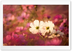 Cosmos Flowers in Garden Ultra HD Wallpaper for 4K UHD Widescreen desktop, tablet & smartphone