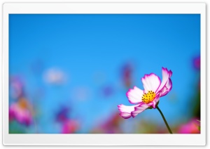 Cosmos Pofile Ultra HD Wallpaper for 4K UHD Widescreen desktop, tablet & smartphone