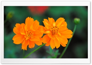 Cosmos Sulphureus Flower Ultra HD Wallpaper for 4K UHD Widescreen desktop, tablet & smartphone