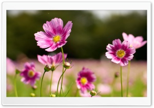 Cosmos WildFlowers Close up, Field 4K UHD Wallpaper for Widescreen and UltraWide Desktop, UltraHD TV, Smartphone, Tablet