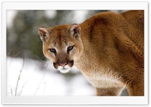 Cougar In Winter Montana Ultra HD Wallpaper for 4K UHD Widescreen desktop, tablet & smartphone