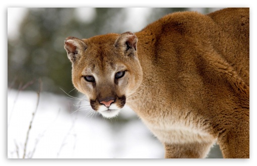 Cougar In Winter Montana UltraHD Wallpaper for Widescreen 16:10 5:3 ; Fullscreen 4:3 5:4 3:2 ;