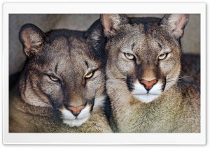 Cougars, Wildcat, Big Cat, Mountain Lion, Puma, Panther, Animal, Predator, Feline 4K UHD Wallpaper for Widescreen and UltraWide Desktop, UltraHD TV, Smartphone, Tablet