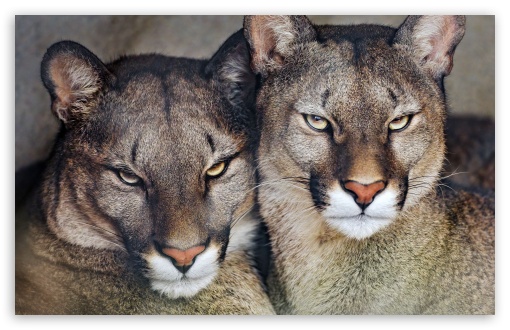 Cougars, Wildcat, Big Cat, Mountain Lion, Puma, Panther, Animal, Predator, Feline UltraHD Wallpaper for UHD 16:9 ; HD 16:9 ; UltraWide 21:9 24:10 ; Widescreen 16:10 5:3 ; Fullscreen 4:3 5:4 3:2 ; Tablet 1:1 ; Mobile 9:16 9:19.5 9:20 10:16 2:3 3:5 3:4 ;