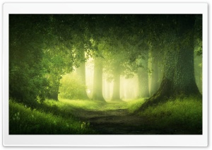 Country Forest Summer Ultra HD Wallpaper for 4K UHD Widescreen desktop, tablet & smartphone