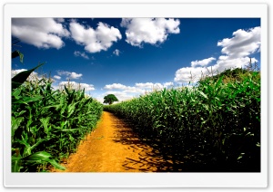 Country Road Between Corn Fields Ultra HD Wallpaper for 4K UHD Widescreen desktop, tablet & smartphone