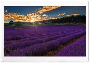 Countryside Flower Field Ultra HD Wallpaper for 4K UHD Widescreen desktop, tablet & smartphone
