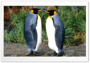 Couple Of King Penguins Ultra HD Wallpaper for 4K UHD Widescreen desktop, tablet & smartphone