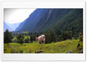 cow 4K UHD Wallpaper for Widescreen and UltraWide Desktop, UltraHD TV, Smartphone, Tablet