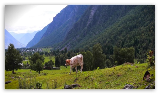 cow UltraHD Wallpaper for HD 16:9 ;