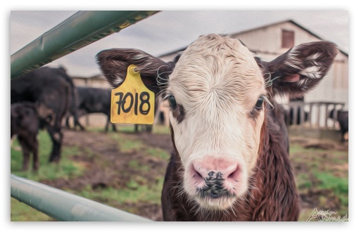 Cow UltraHD Wallpaper for UHD 16:9 ; HD 16:9 ; Widescreen 16:10 5:3 ; Fullscreen 4:3 5:4 3:2 ;